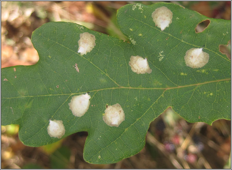 Tischeria ekebladella