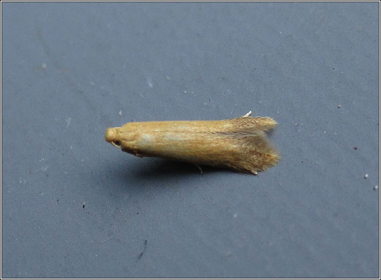 Tischeria dodonaea, ekebadella comparison