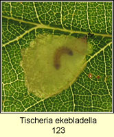 Tischeria ekebladella