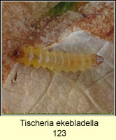 Tischeria ekebladella