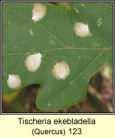 Tischeria ekebladella