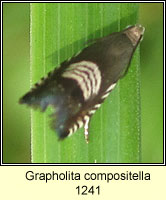 Grapholita compositella