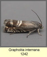 Grapholita internana