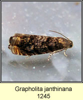 Grapholita janthinana