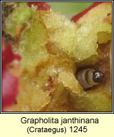 Grapholita janthinana