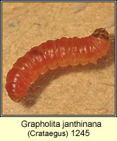 Grapholita janthinana