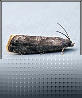 Grapholita funebrana