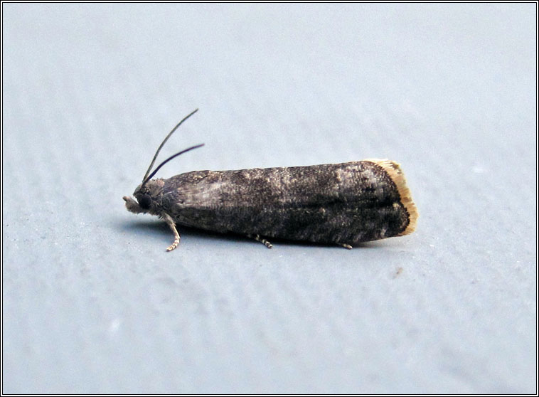 Grapholita funebrana