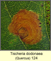 Tischeria dodonaea