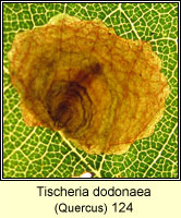 Tischeria dodonaea