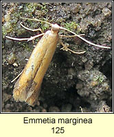 Emmetia marginea