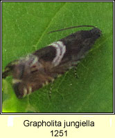 Grapholita jungiella