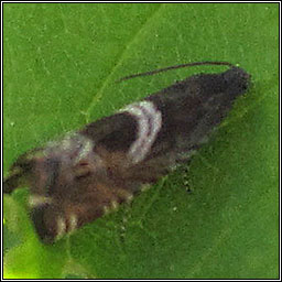 Grapholita jungiella