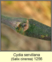 Cydia servillana