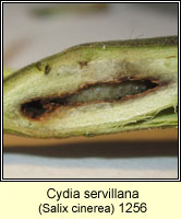 Cydia servillana