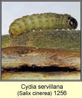 Cydia servillana