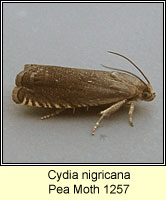 Cydia nigricana, Pea Moth