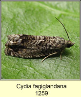 Cydia fagiglandana