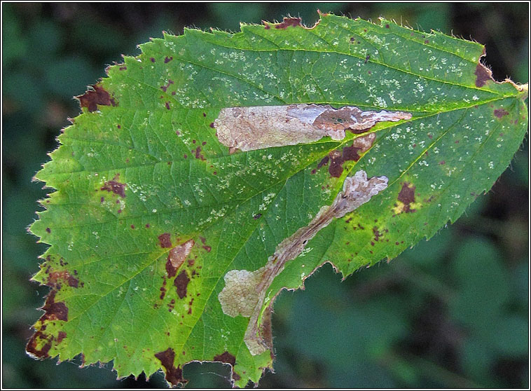 Emmetia marginea