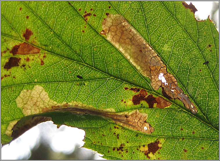 Emmetia marginea