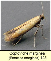 Coptotriche marginea, Emmetia marginea