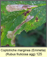 Emmetia marginea