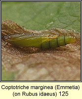 Coptotriche marginea, Emmetia marginea