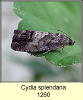 Cydia splendana