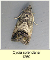 Cydia splendana