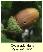 Cydia splendana