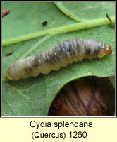 Cydia splendana