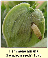 Pammene aurana