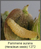 Pammene aurana