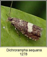 Dichrorampha sequana