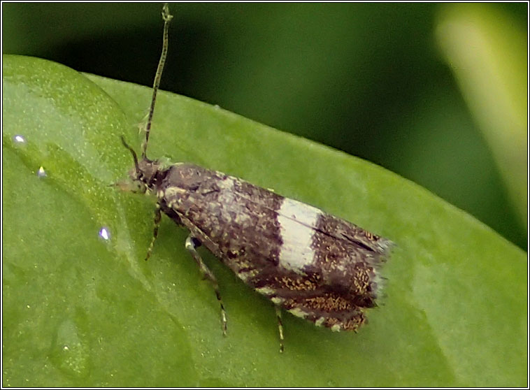 Dichrorampha sequana