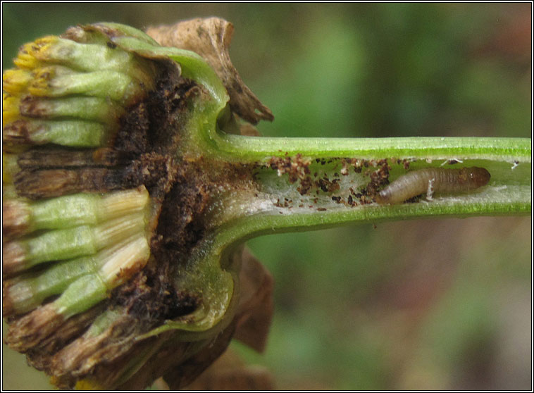 Dichrorampha acuminatana