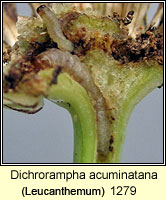 Dichrorampha acuminatana