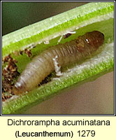 Dichrorampha acuminatana