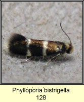 Phylloporia bistrigella