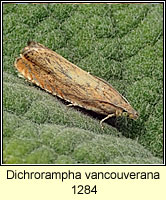 Dichrorampha vancouverana