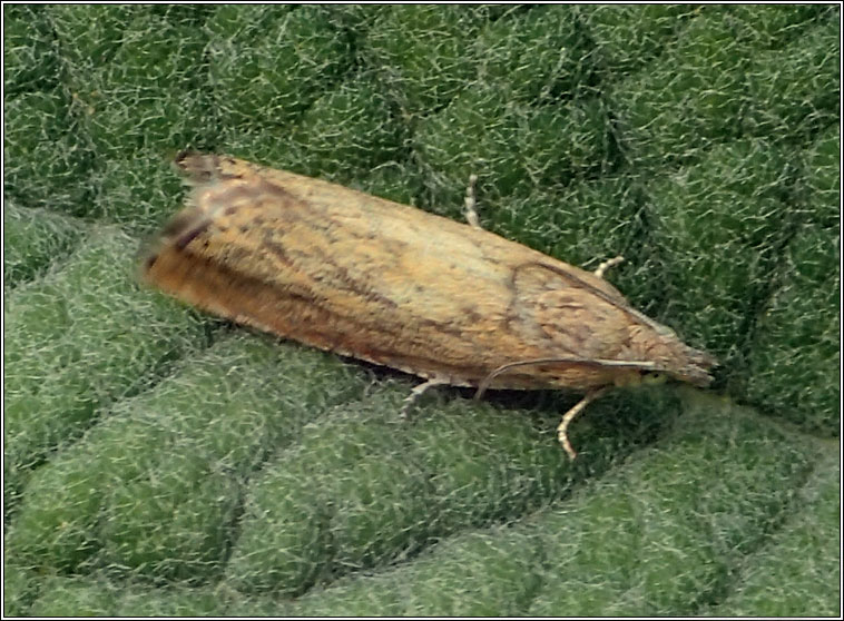 Dichrorampha vancouverana