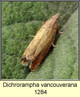 Dichrorampha vancouverana 