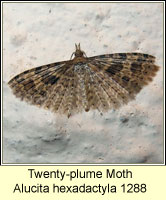 Twenty-plume Moth, Alucita hexadactyla