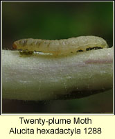 Twenty-plume Moth, Alucita hexadactyla