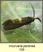 Incurvaria pectinea