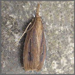 Chilo phragmitella