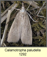 Calamotropha paludella