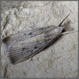 Calamotropha paludella