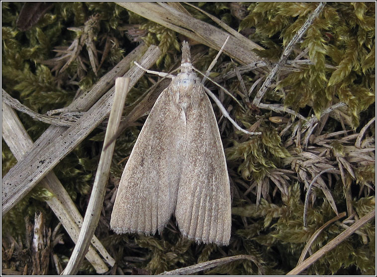 Calamotropha paludella