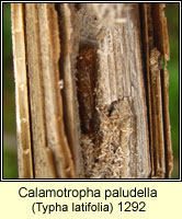 Calamotropha paludella